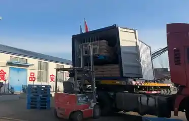 Qinhuangdao Tongyou ອຸດສາຫະກໍາມັນຕົ້ນສົ່ງ 10 ຕູ້ຄອນເທນເນີຂອງການສົ່ງອອກແປ້ງມັນຕົ້ນຫວານກັບເກົາຫລີໃຕ້